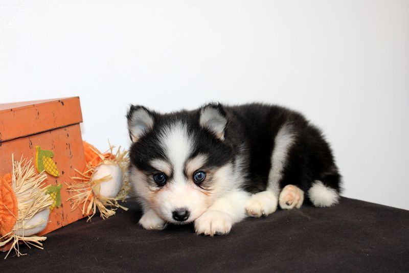 puppy, for, sale, Pomsky, Matthew B. Stoltzfus, dog, breeder, Gap, PA, dog-breeder, puppy-for-sale, forsale, nearby, find, puppyfind, locator, puppylocator, aca
